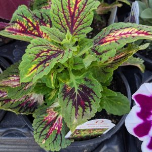 Coleus Red-Green