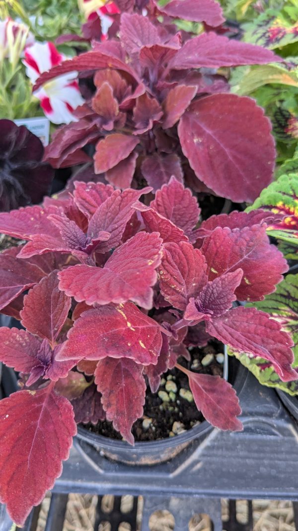 Coleus