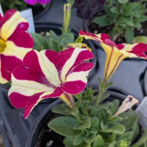 Petunia Queen of Hearts