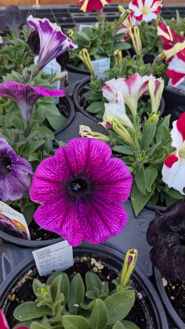 Purple Gem Petunia