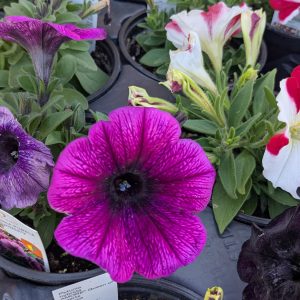 Annuals