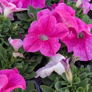 Petunia