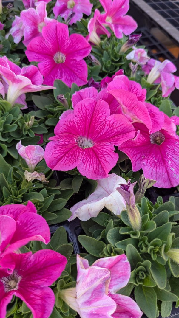 Petunia