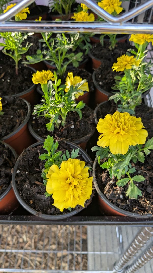 Marigold - 4" Pot - Yellow or Orange