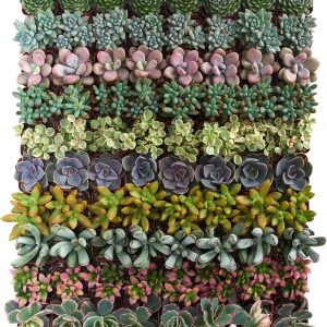 Succulents - Mixed Variety - 2" pot